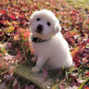 Meet your Posher, Alan